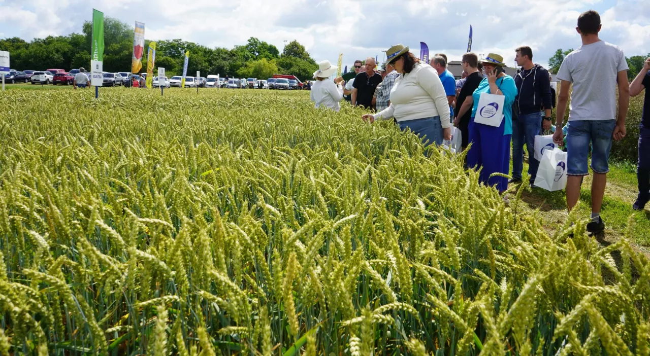 Zawsze w czerwcu, zawsze z dobrą pogodą. Dni Pola Hodowli Roślin Strzelce organizowane z firmą BASF Polska to już tradycja. Postęp hodowlany jest olbrzymi i coraz więcej plantatorów przekonuje się do tego, że to głównie nowe odmiany zwiększają potencjał plonowania.