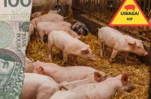 Jakie odszkodowanie dostaną rolnicy, którym wybito świnie przez ASF pod Kiszkowem?