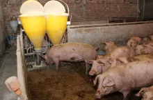 Jakie będą ceny świń w drugiej połowie 2024?