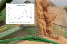 Ceny pszenicy nawet o 12% niższe