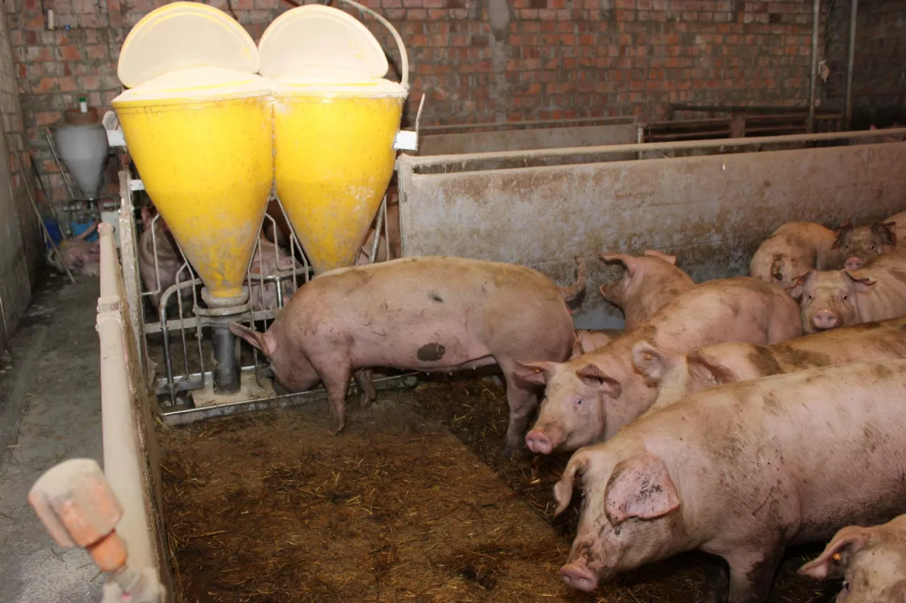 Jakie będą ceny świń w drugiej połowie 2024?