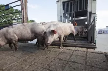 Jakie są aktualne ceny świń w Polsce?