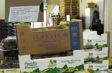 Polska kupiła aż 8 tys. ton ogórków z Rosji! Co jeszcze importujemy?