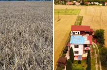 Rolnicy oceniają szkody po kataklizmie pod Jędrzejowem. 95% strat w kukurydzy i rzepaku