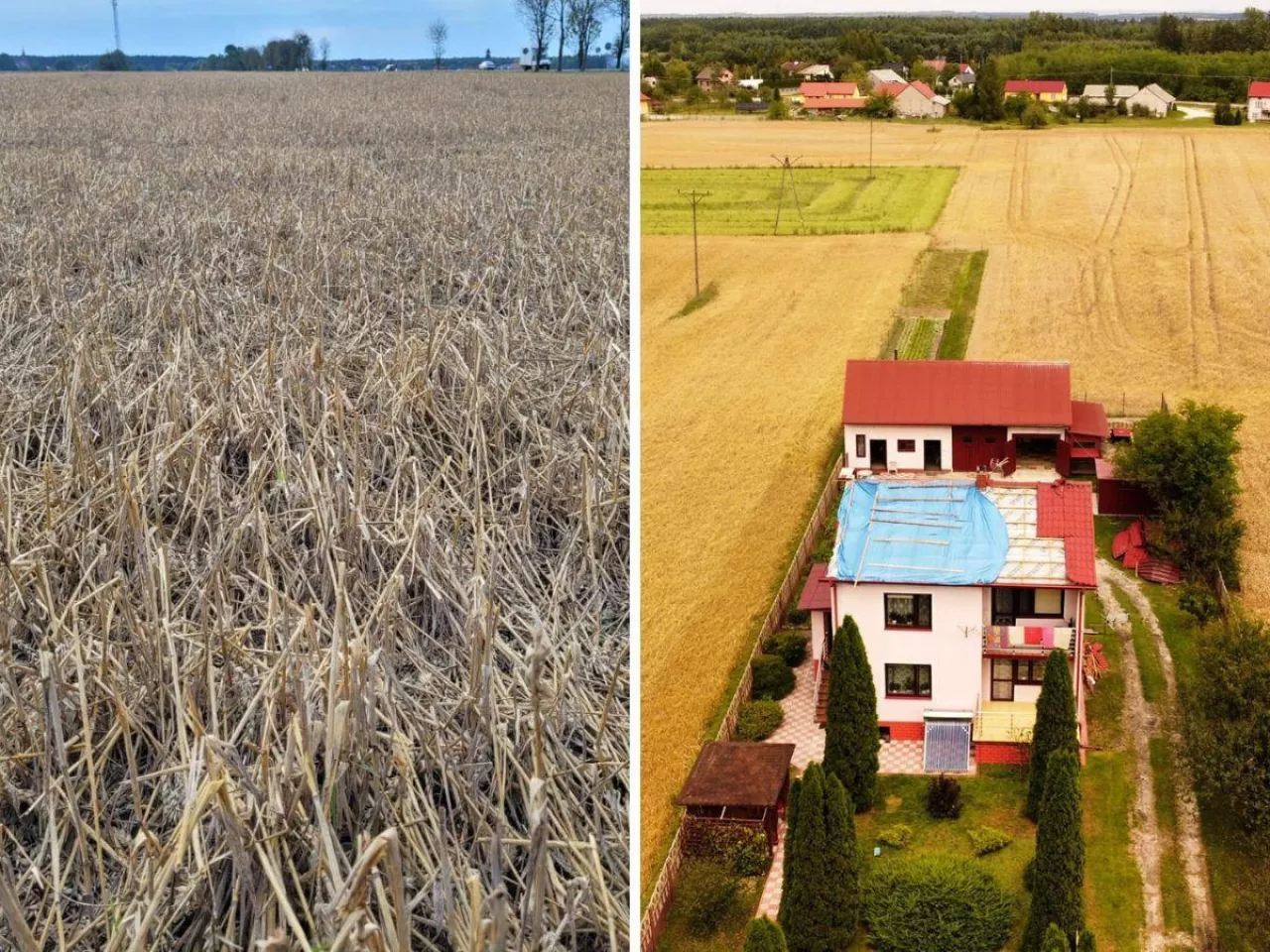 Rolnicy oceniają szkody po kataklizmie pod Jędrzejowem. 95% strat w kukurydzy i rzepaku