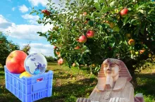 Sadowników czeka kolejny dramat? Eksport polskich jabłek do Egiptu zagrożony