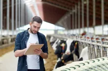 Premia dla młodego rolnika: czy posiadanie bydła 3 lata przed wnioskiem wyklucza z dotacji?