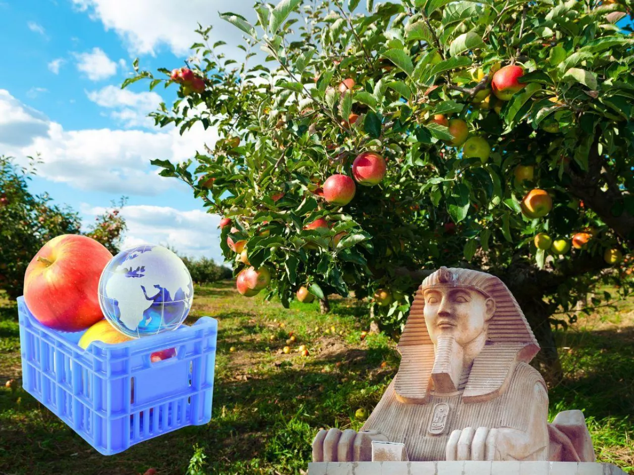 Sadowników czeka kolejny dramat? Eksport polskich jabłek do Egiptu zagrożony