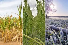 Rolnicy żądają ogłoszenia stanu klęski żywiołowej. ”Plon pszenicy to 3 tony”