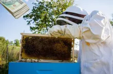 ARiMR wypłacił 29 mln zł dopłat dla pszczelarzy. Na co są pieniądze?