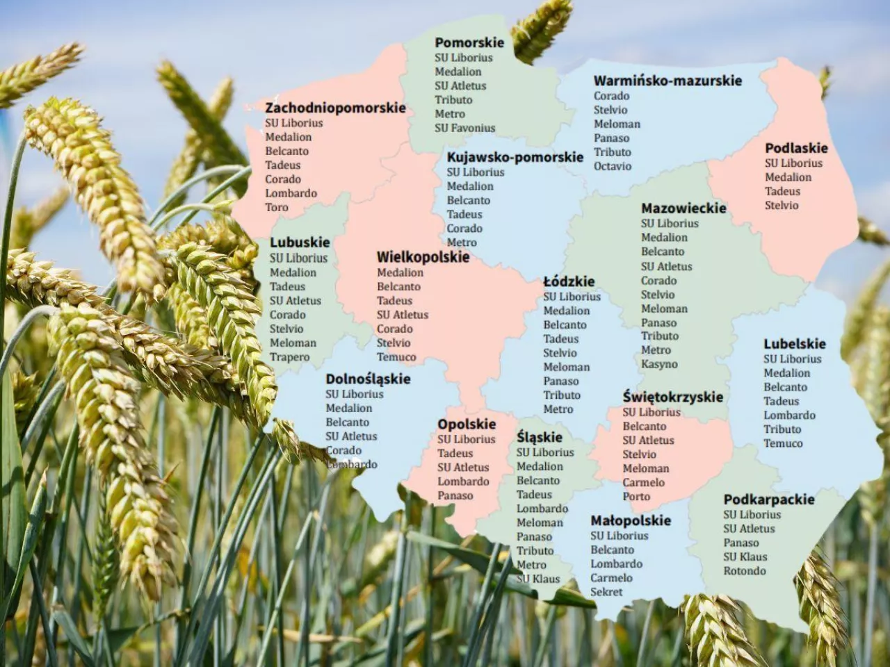 Pszenżyto ozime – Lista Odmian Zalecanych na sezon 2024/2025