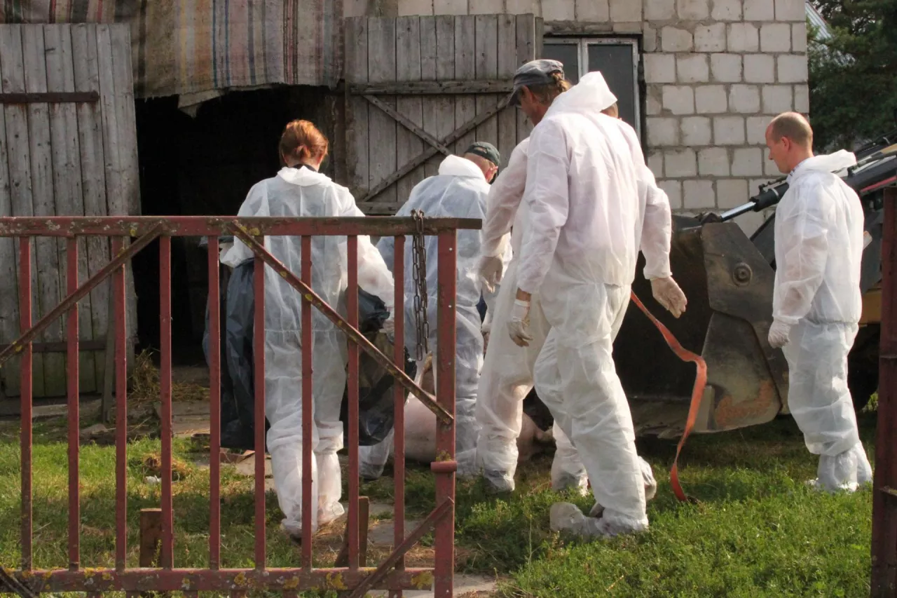 Sytuacja w województwie wielkopolskim, które jest zagłębiem produkcji trzody chlewnej, zdecydowanie się pogarsza