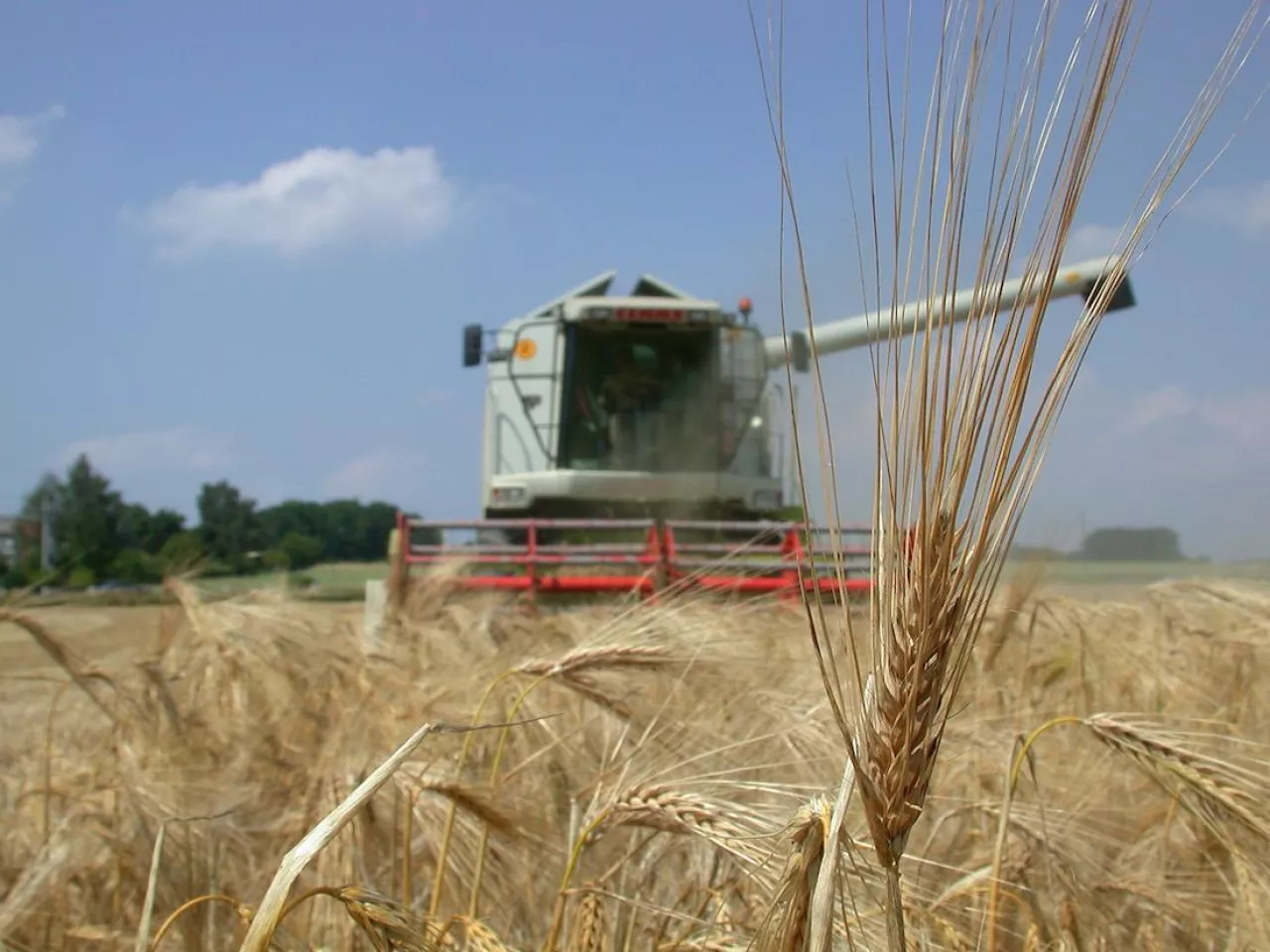 Są już metodyki do integrowanej produkcji roślin dla żyta oraz jęczmienia ozimego i jarego.