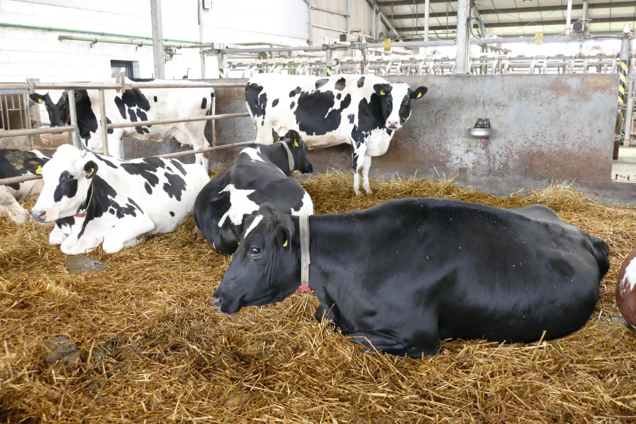 W okresie przejściowym dawka pokarmowa powinna być uzupełniana witaminami z grupy B z metioniną i choliną, które wspierają zdrowie wątroby i metabolizm energetyczny