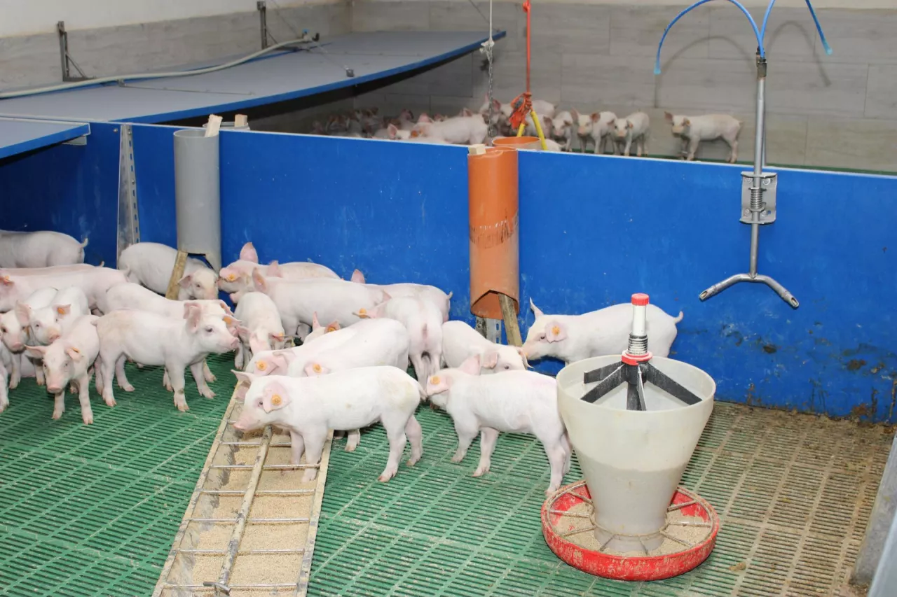 Duży udział produktów mlecznych w paszy sprawdza się jedynie w okresie przebywania prosiąt przy maciorach oraz krótko po odsadzeniu