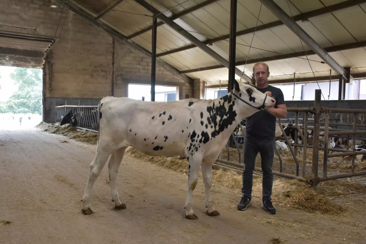 Jałówka Normandia o indeksie gTPI 3180