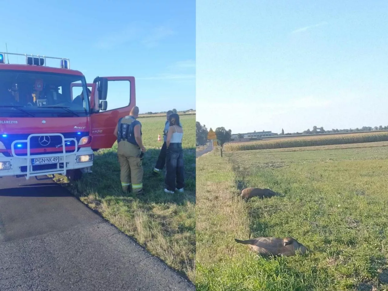 Trzy padłe dziki pod Gnieznem Specjalnie podrzucone