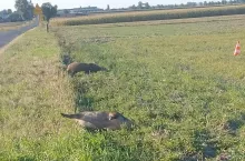 Znamy wyniki badań na ASF trzech dzików spod Gniezna