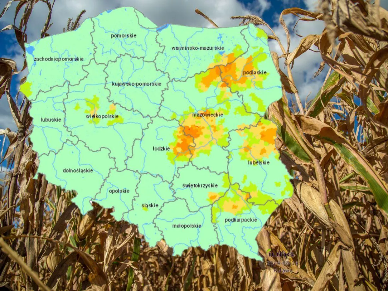 Susza wypala kukurydzę. Fatalnie na Mazowszu, Podlasiu i w Łódzkim