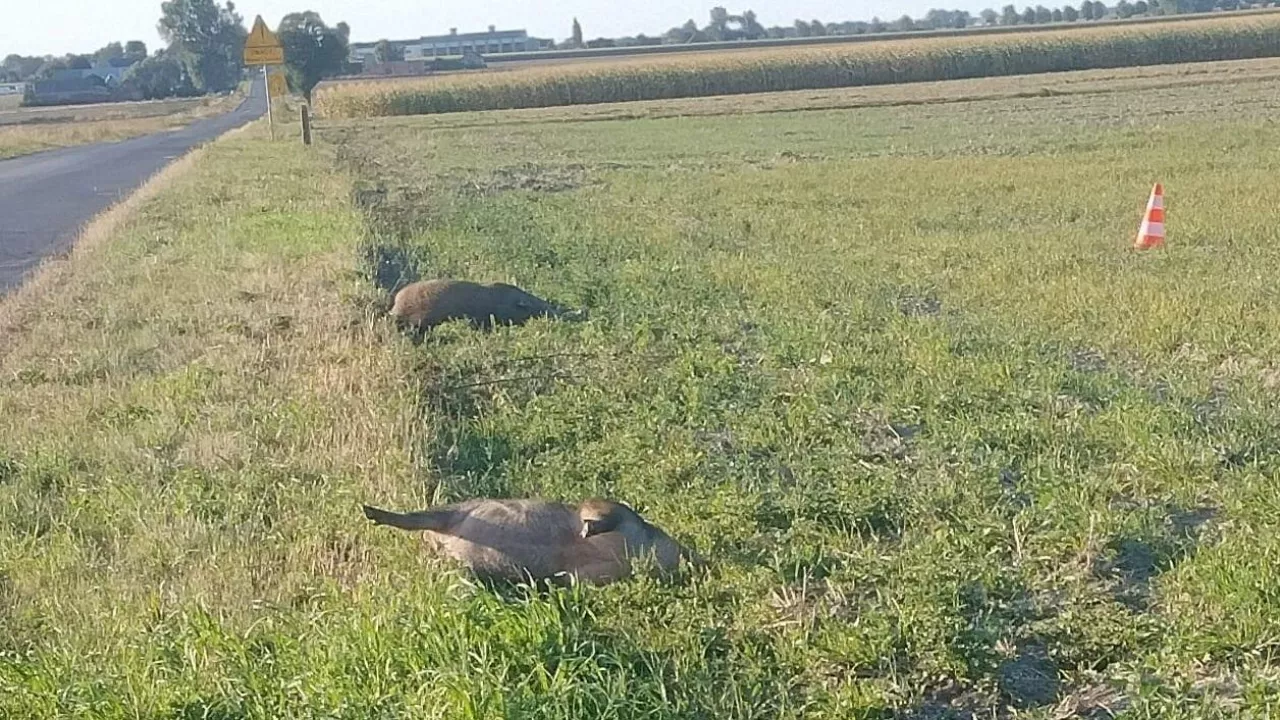 Znamy wyniki badań na ASF trzech dzików spod Gniezna