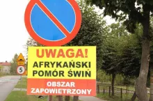 Prawie 3000 świń do wybicia. Ogromne ognisko ASF w Wielkopolsce