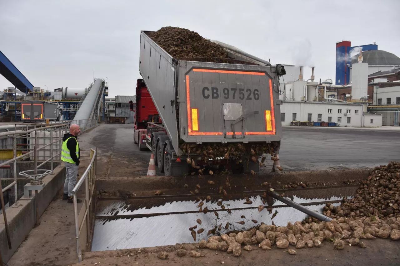 Do cukrowni w Kruszwicy codziennie przyjeżdża 600 ciężarówek z korzeniami buraka