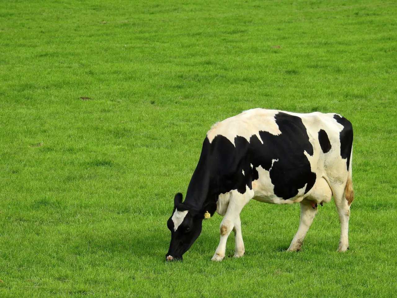 Chiny chcą nałożyć cło na unijne sery. Jak to odbije się na opłacalności produkcji mleka? 