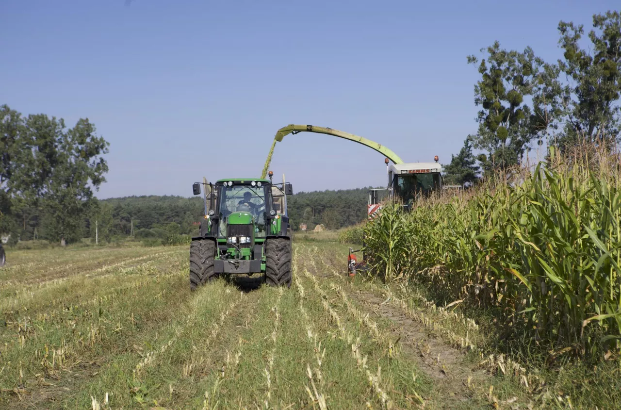 Susza niszczy plony. Kukurydza wysycha w 70 proc. gmin