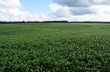 Sorgo ma wiele cech podobnych do kukurydzy począwszy od wyglądu, fizjologii rozwoju, jak i kierunków użytkowania, a szybki wzrost i rozwój zawdzięcza wydajnej fotosyntezie typu C4. Na areale 73 ha przeznaczonych pod uprawę sorga wysiano jedną sprawdzoną odmianę KWS Freya