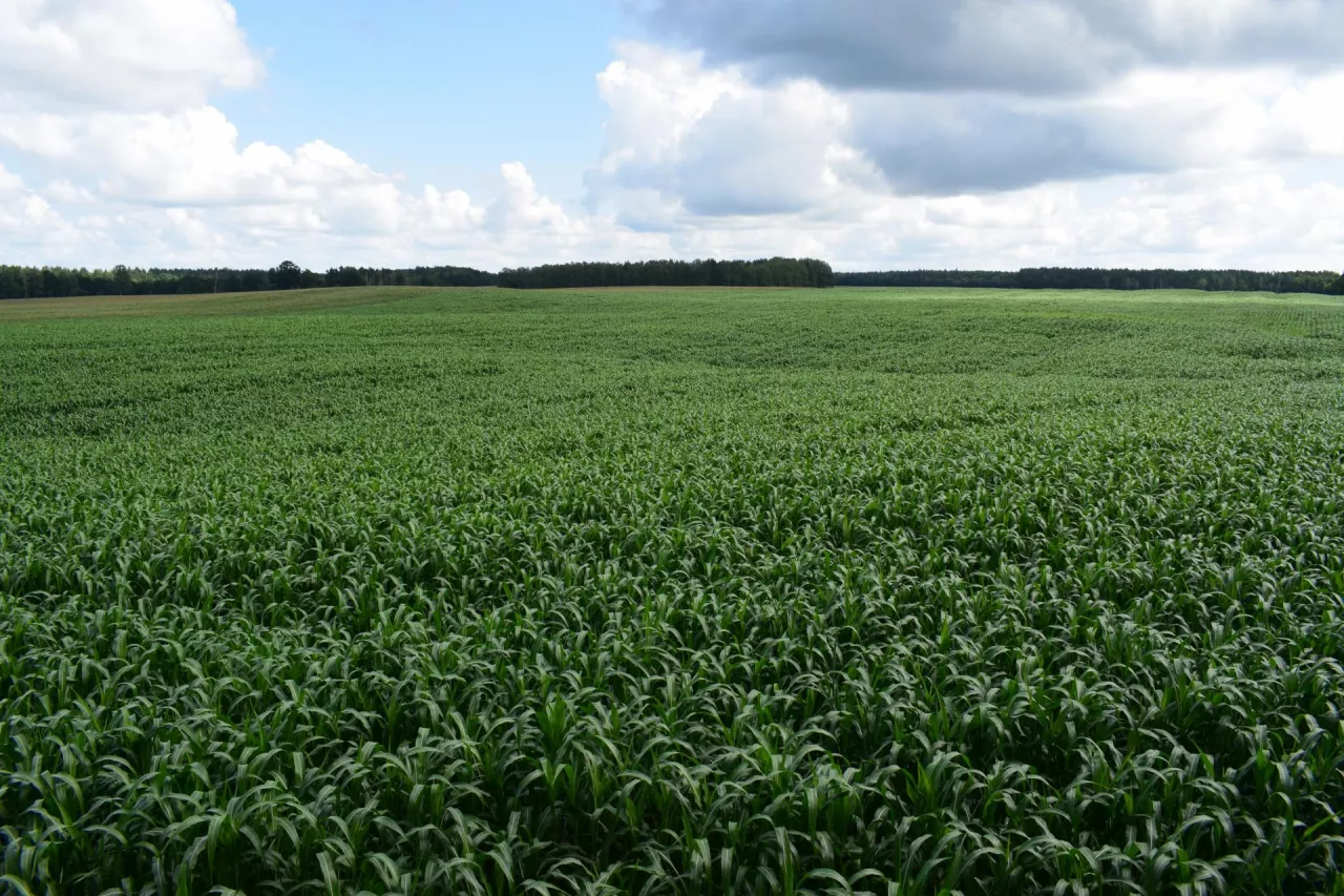 Sorgo ma wiele cech podobnych do kukurydzy począwszy od wyglądu, fizjologii rozwoju, jak i kierunków użytkowania, a szybki wzrost i rozwój zawdzięcza wydajnej fotosyntezie typu C4. Na areale 73 ha przeznaczonych pod uprawę sorga wysiano jedną sprawdzoną odmianę KWS Freya