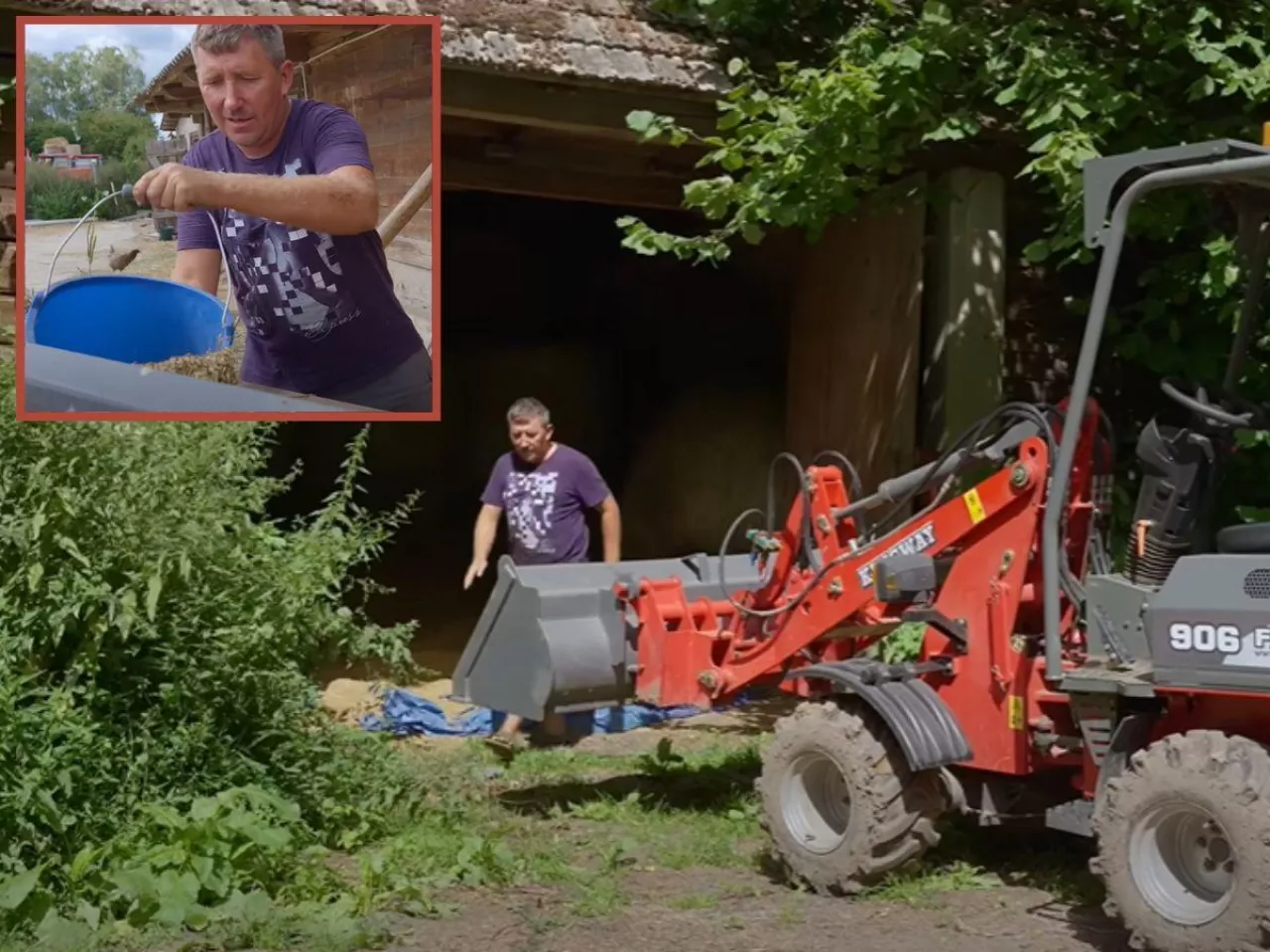 Andrzej z Rolnicy Podlasie zaczął karmić krowy jak kury [WIDEO]