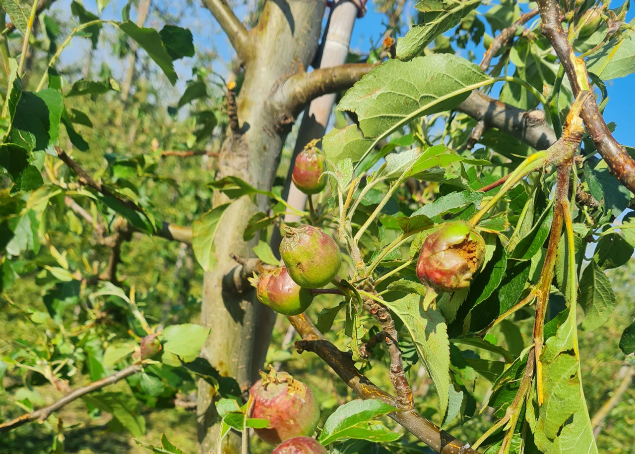 6000 zł do hektara: rząd zatwierdził nową pomoc dla rolników