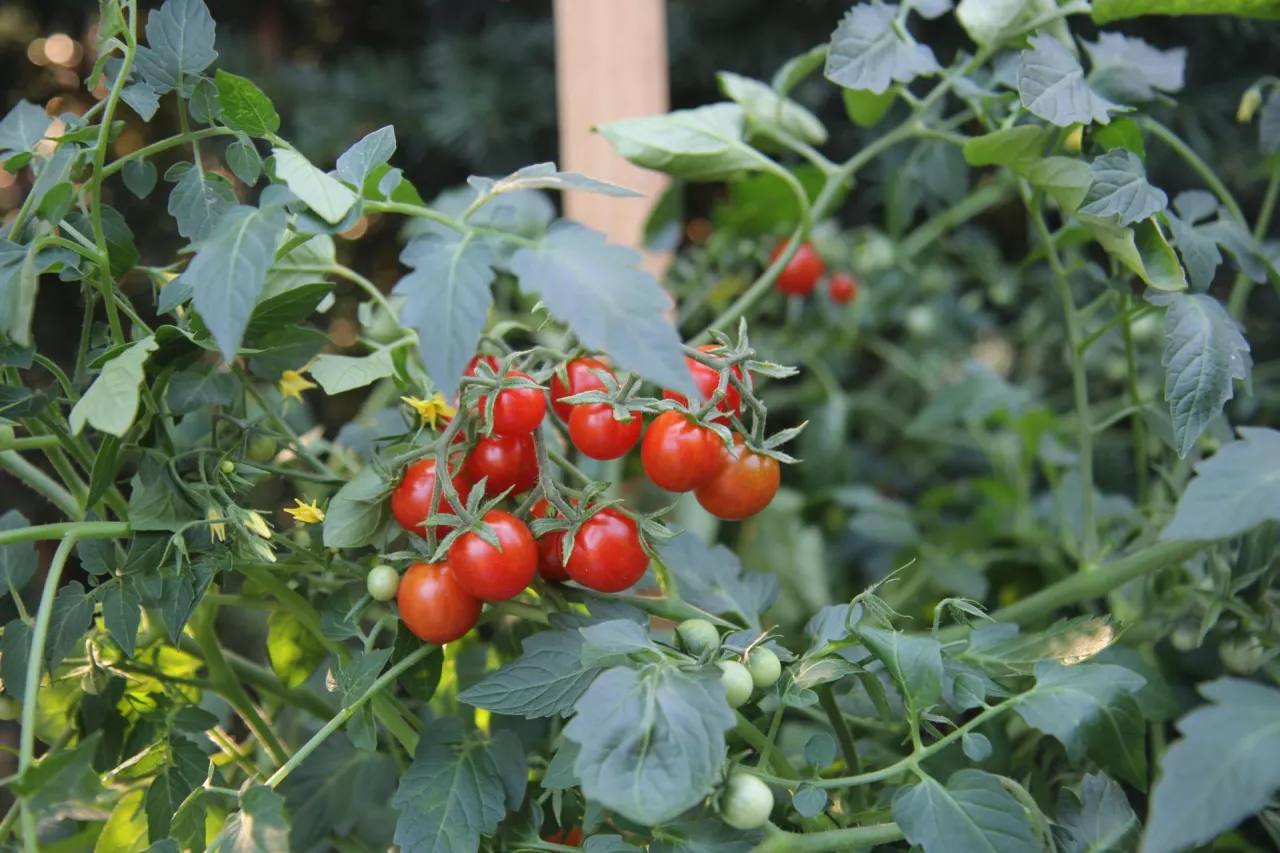 2 mld pomidorów od 150 rolników. Skąd Pudliszki biorą surowiec?