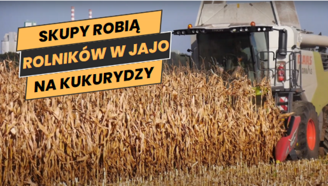 Rolnicy zaczęli zbiór kukurydzy na ziarno. ”Skupy robią nas w jajo” [WIDEO]