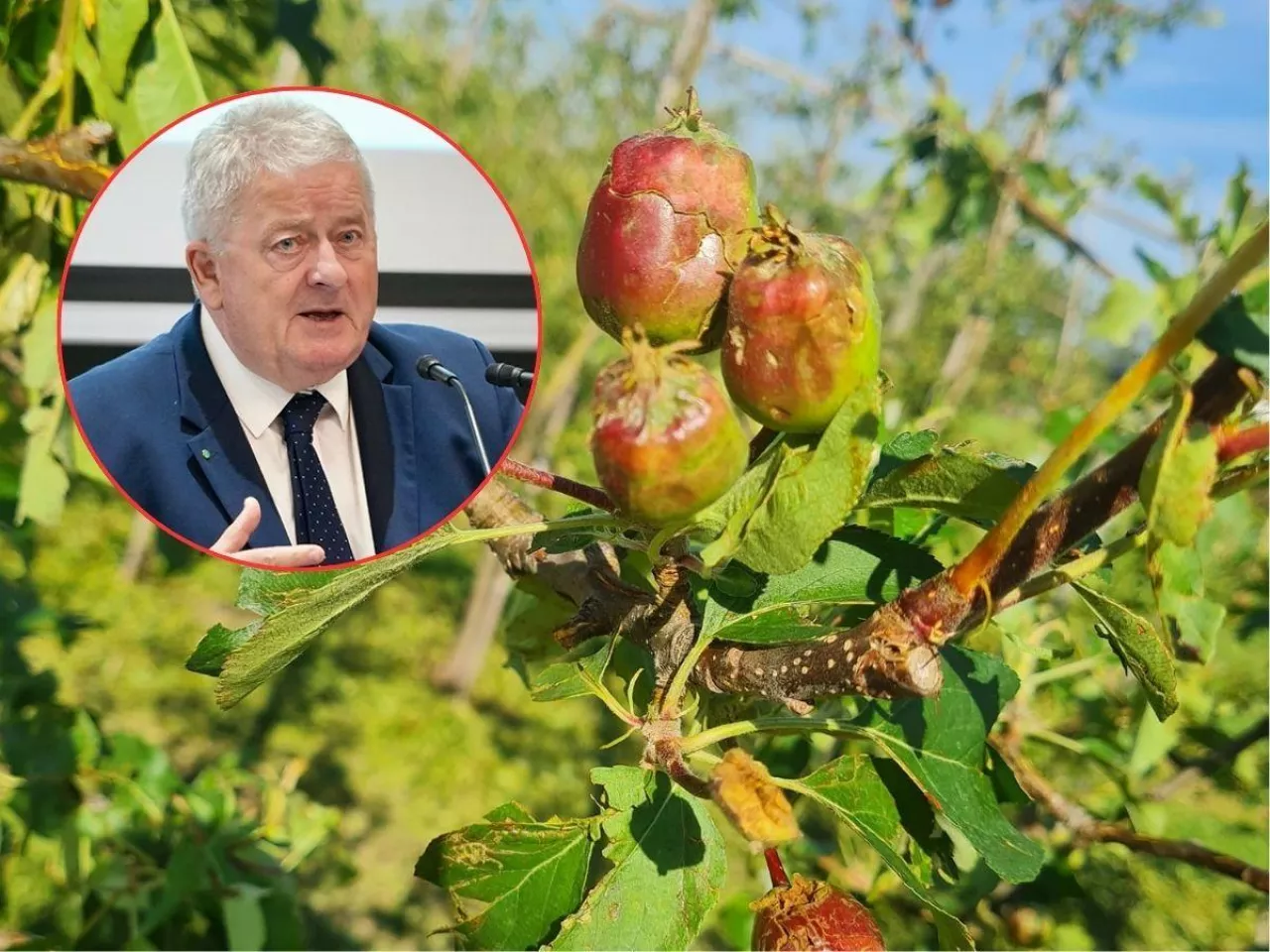 Więcej sadowników dostanie nawet 6 tys. zł pomocy