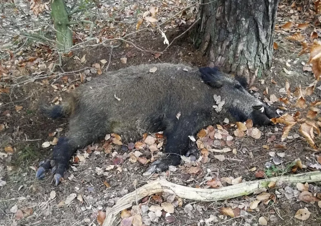 Najczęściej zanim wystąpią ogniska afrykańskiego pomoru świń w stadach trzody chlewnej, wirus jest już obecny w populacji dzików