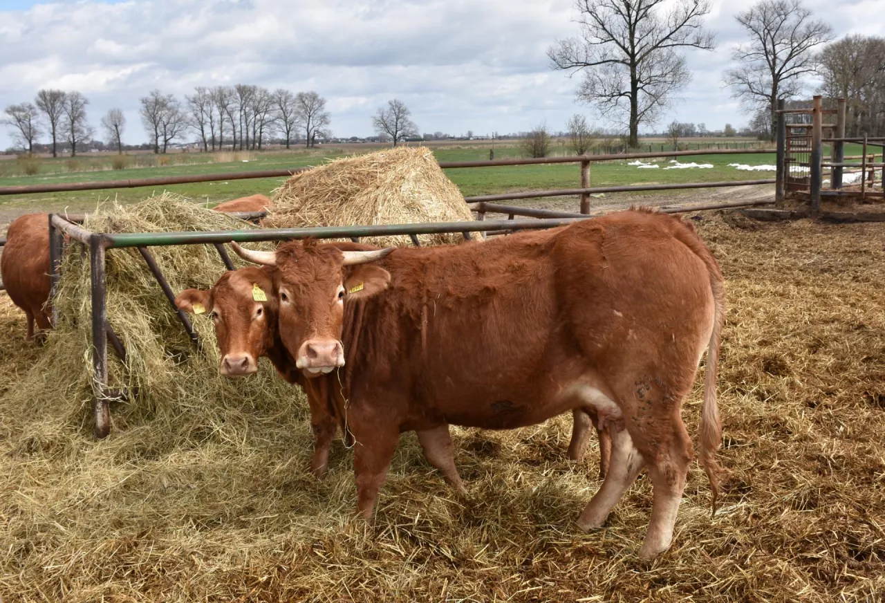 Ze względu na wyższą strawność i mniejsze porażenie grzybami, bardziej przydatna pod względem paszowym jest słoma zbóż jarych