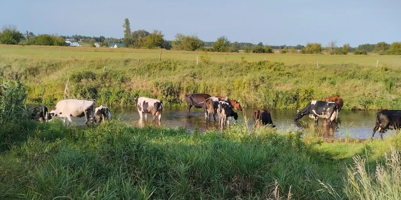 Na południu kraju wylały rzeki, trwa dramatyczna powódź, a w powiecie radomskim rzeki wręcz wysychają na skutek suszy, która w tym roku mocno dała się we znaki rolnikom z tego terenu