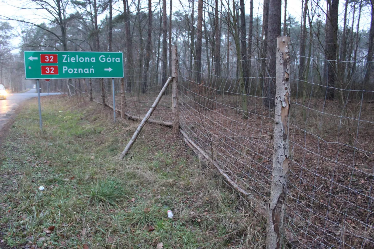 W województwie lubuskim postawiono prawie 200 km płotu, który miał zatrzymać migrację dzików