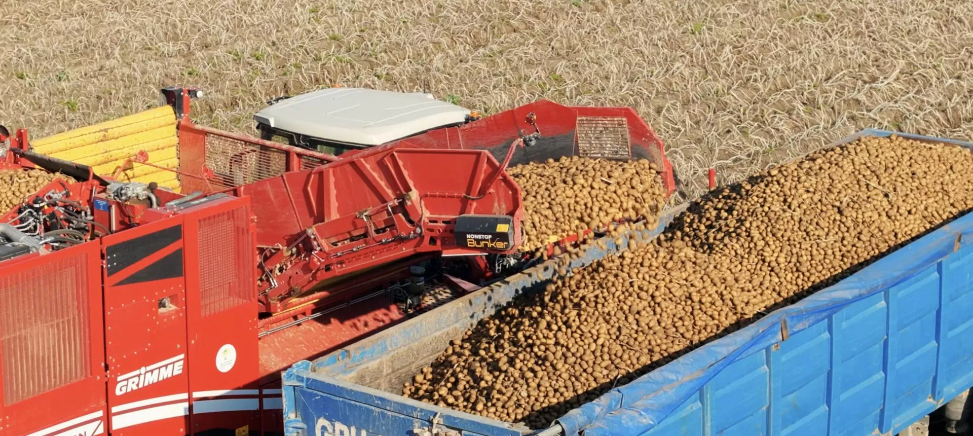 Ponad 85 ton z ha! Nowy rekord plonu ziemniaków [WIDEO]