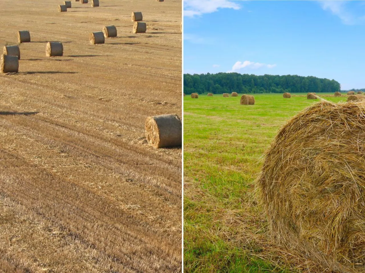 Jakie są ceny słomy i siana na początku października?