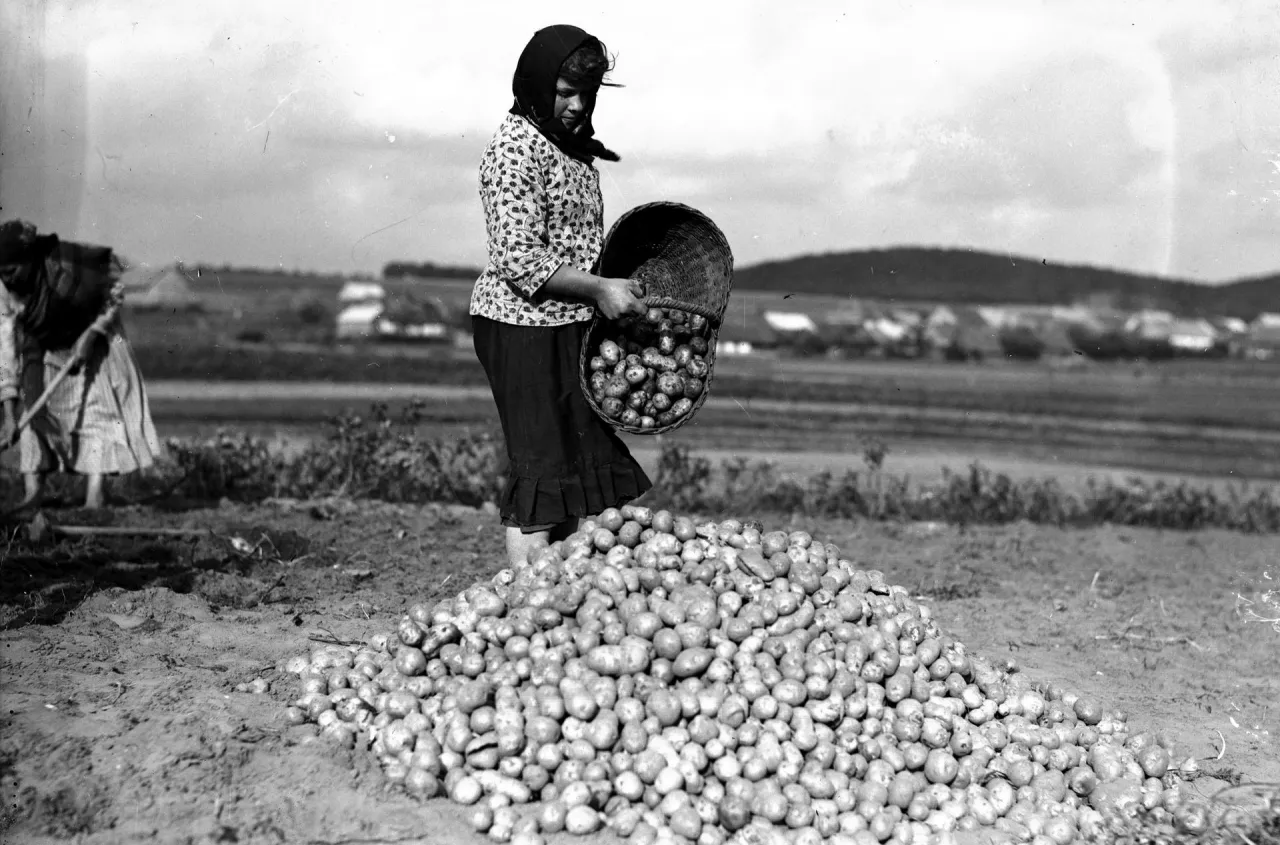 Jak kiedyś wyglądały wykopki? "Październik u dwora? Wykopać ziemniaki pora" [GALERIA]