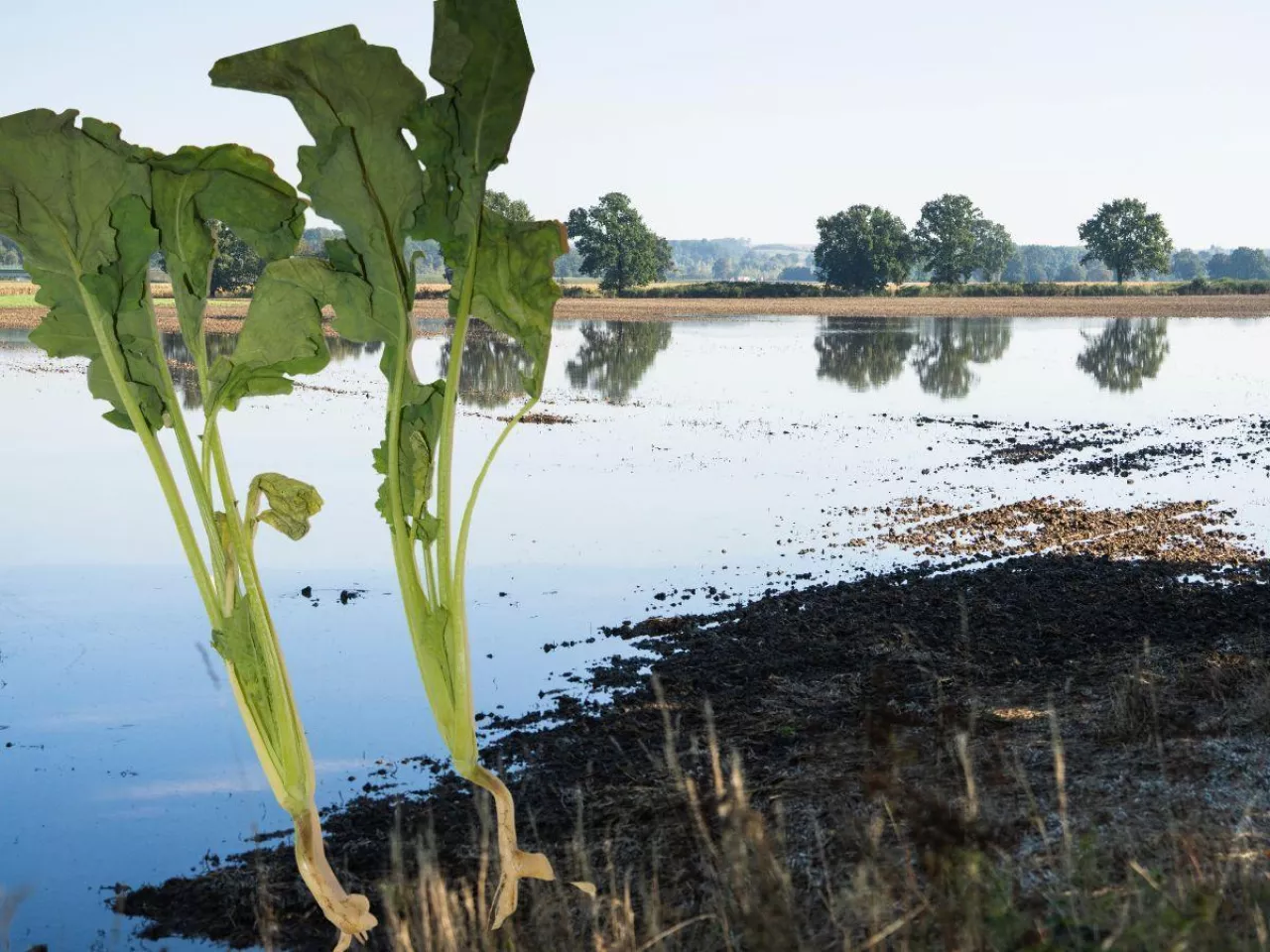 Alert dla plantatorów rzepaku. ”Zagrożenie po powodzi może pojawić się nawet wiosną”