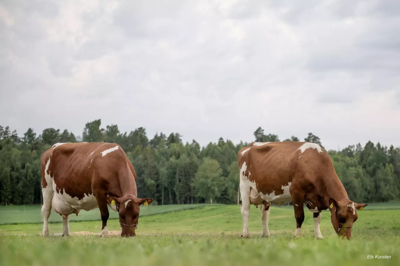 Te przepięknej urody krowy rasy norweskiej czerwonej to (po lewej) Anneli – matka matki buhaja Skoien, po prawej Line Skoien ––– matka topowego buhaja Skoien