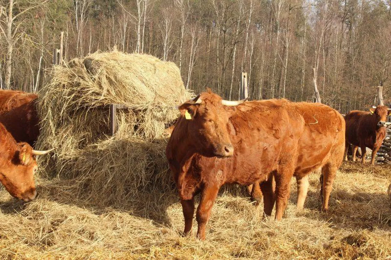 Jakie są aktualne ceny bydła w Polsce i w UE?