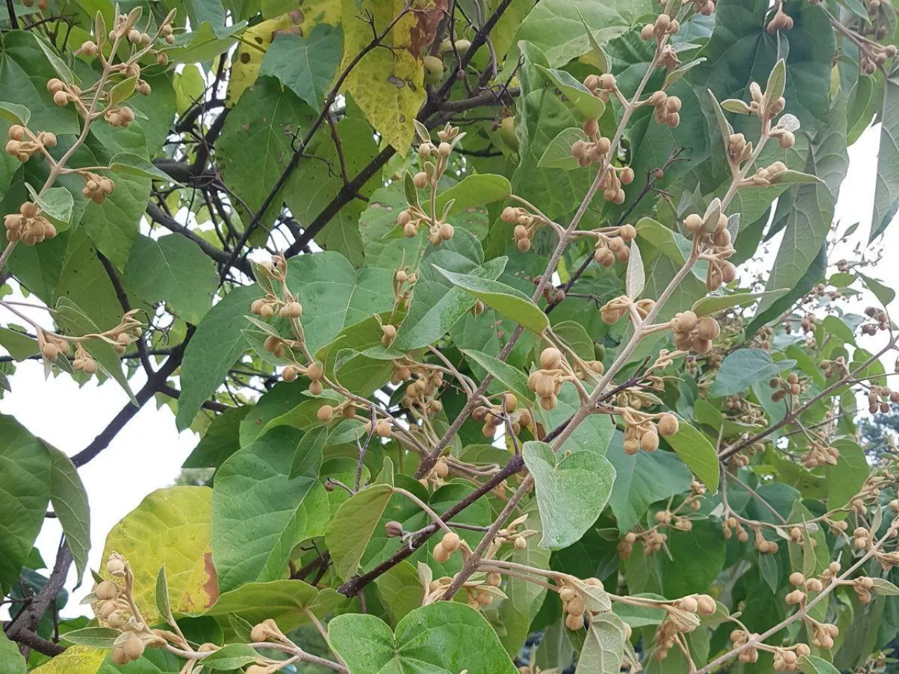 Paulownia – cesarskie drzewo szczęścia. Jak je uprawiać?