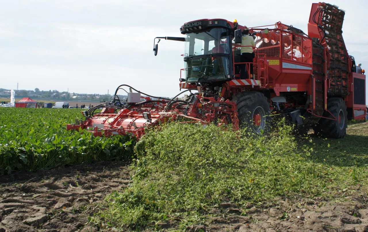 Liście buraczane to cenny nawóz, bardzo bogaty w potas. Przyorując 48 t liści/ha wnosimy z nimi ok. 280 kg K&lt;sub&gt;2&lt;/sub&gt;O