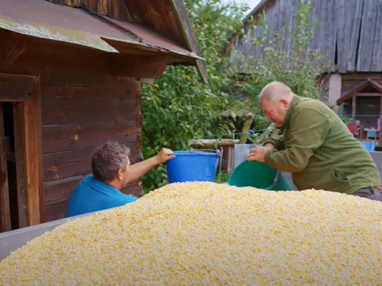 Andrzej z Plutycz po kukurydzianych żniwach. Jak mu plonowała kukurydza? [WIDEO]