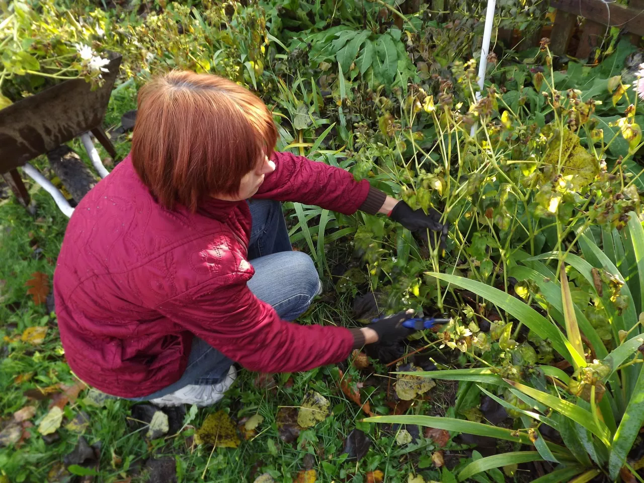 Usuwanie przekwitłych kwiatostanów to nie tylko kwestia estetyki, lecz także zdrowia pozostałych roślin