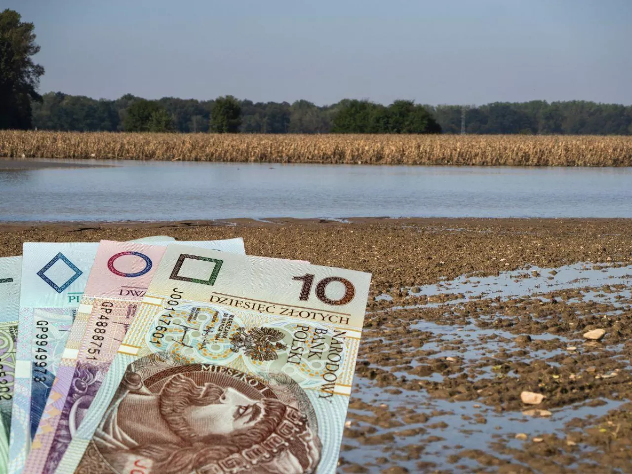 5000 zł dopłaty do hektara zniszczonych upraw. Kiedy i gdzie złożyć wniosek?